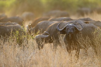 Cape Buffaloes or African Buffaloes (Syncerus caffer)