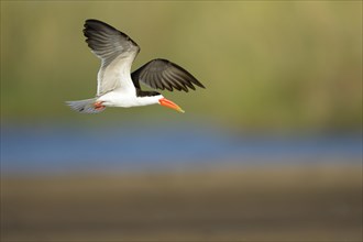 African Skimmer (Rynchops flavirostris) in flight