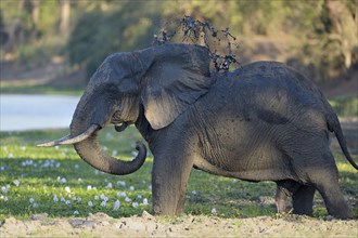 African Elephant (Loxodonta africana)