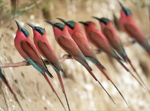 Southern Carmine Bee-eaters (Merops nubicoides)
