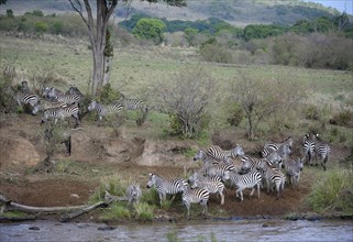 Plains zebra (Equus quagga)