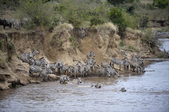 Plains zebra (Equus quagga)