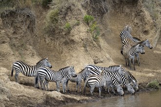 Plains zebra (Equus quagga)