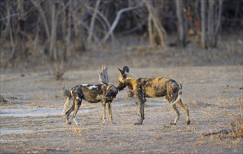 African wild dogs (Lycaon pictus)