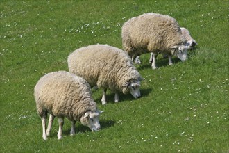 Sheep (Ovis ammon f.aries) grazing on a dike