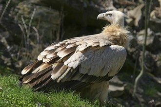 Griffon Vulture (Gyps fulvus)