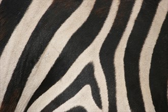 Plains Zebra (Equus quagga)