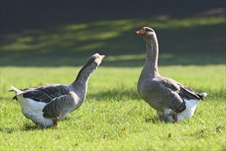 Two fat Domestic Geese (Anser spec.) standing in a meadow