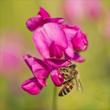 Western Honey Bee (Apis mellifera) on the flower of a Sweet Pea (Lathyrus sp.)