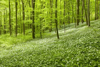 Common Beech forest (Fagus sylvatica) with flowering Wild Garlic (Allium ursinum)