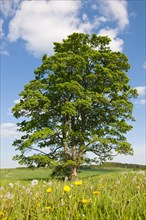 Old Field Maple (Acer campestre)