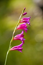 Marsh Gladiolus (Gladiolus palustris)