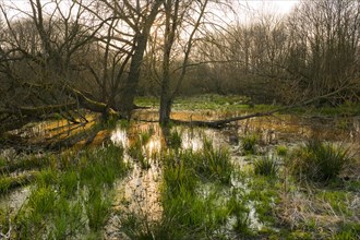 Softwood river meadow with willows (Salix sp.)