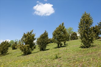 Juniper heathland