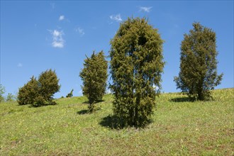 Juniper heathland