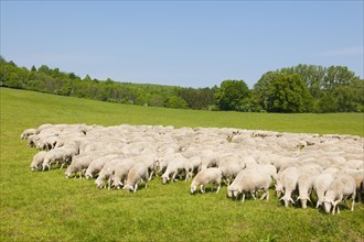 A flock of domestic sheep at the Hainich National Park
