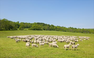 A flock of domestic sheep at the Hainich National Park