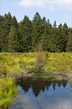 Schutzenberg Moor Nature Reserve