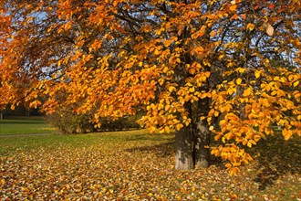 Swedish whitebeam (Sorbus intermedia) with autumnal colored leaves