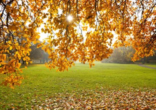 Swedish whitebeam (Sorbus intermedia) in autumn