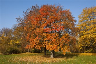 Swedish whitebeam (Sorbus intermedia) with autumnal colored leaves