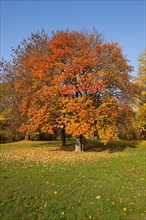 Swedish whitebeam (Sorbus intermedia) with autumnal colored leaves