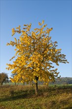 Wild cherry (Prunus avium)