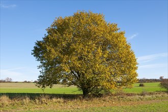 Pussy Willow (Salix caprea) in autumn