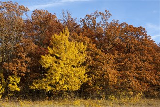Forest in autumn with yellow aspen (Populus tremula)