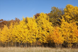 Forest in autumn with yellow aspens (Populus tremula)