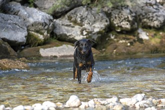 Dog (Canis familiaris) running in water