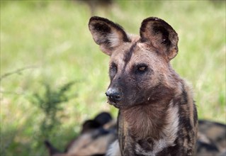 African wild dog or African painted dog (Lycaon pictus)