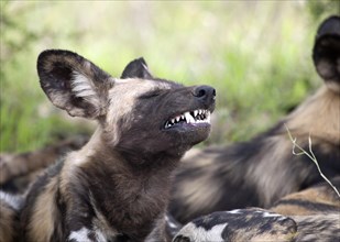 African wild dog or African painted dog (Lycaon pictus) baring teeth