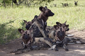 African wild dogs or African painted dogs (Lycaon pictus)