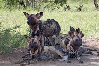 African wild dogs or African painted dogs (Lycaon pictus)