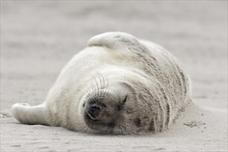 Grey seal (Halichoerus grypus) pup
