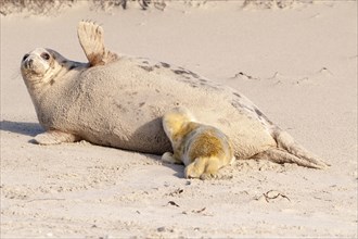Grey seal (Halichoerus grypus) pup
