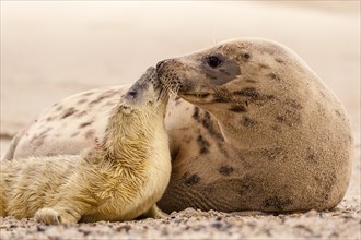 Grey seals (Halichoerus grypus)