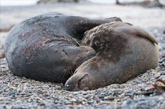 Grey seals (Halichoerus grypus) mating