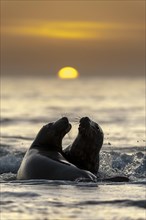 Grey seals (Halichoerus grypus)