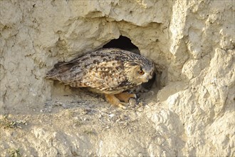 Eurasian eagle-owl (Bubo bubo) adult sitting in front of nest cavity in loess wall