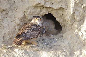 Eurasian eagle-owl (Bubo bubo) female adult and fledgling in nest cavity in loess wall