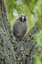 Long-eared owl (Asio otus) sitting in fork of tree branch