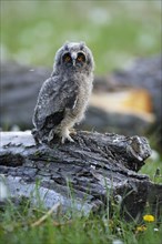 Long-eared owl (Asio otus) sitting on old willow (Salix sp.) trunk