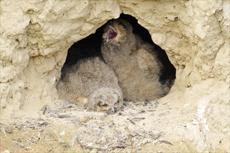 Eurasian eagle-owl (Bubo bubo) fledglings at exit of nest cavity in loess wall