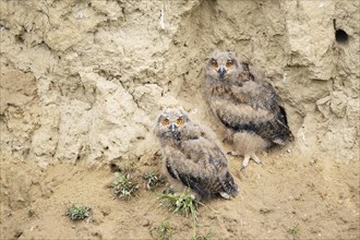 Eurasian eagle-owl (Bubo bubo) fledglings sitting in loess wall