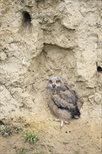 Eurasian eagle-owl (Bubo bubo) fledgling sitting in loess wall
