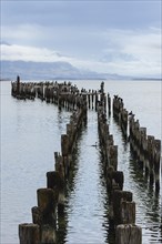 Wooden pier pillars