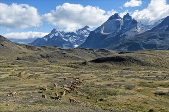 Guanaco herd grazing in the steppes of Torres del Paine National Park