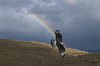 Southern Caracara (Caracara plancus) flying in front of a rainbow